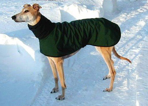 greyhound life jacket